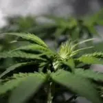 I vari utilizzi della canapa: un panorama delle applicazioni