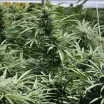 Coltivazione di Marijuana: Confronto tra Metodi Indoor e Outdoor