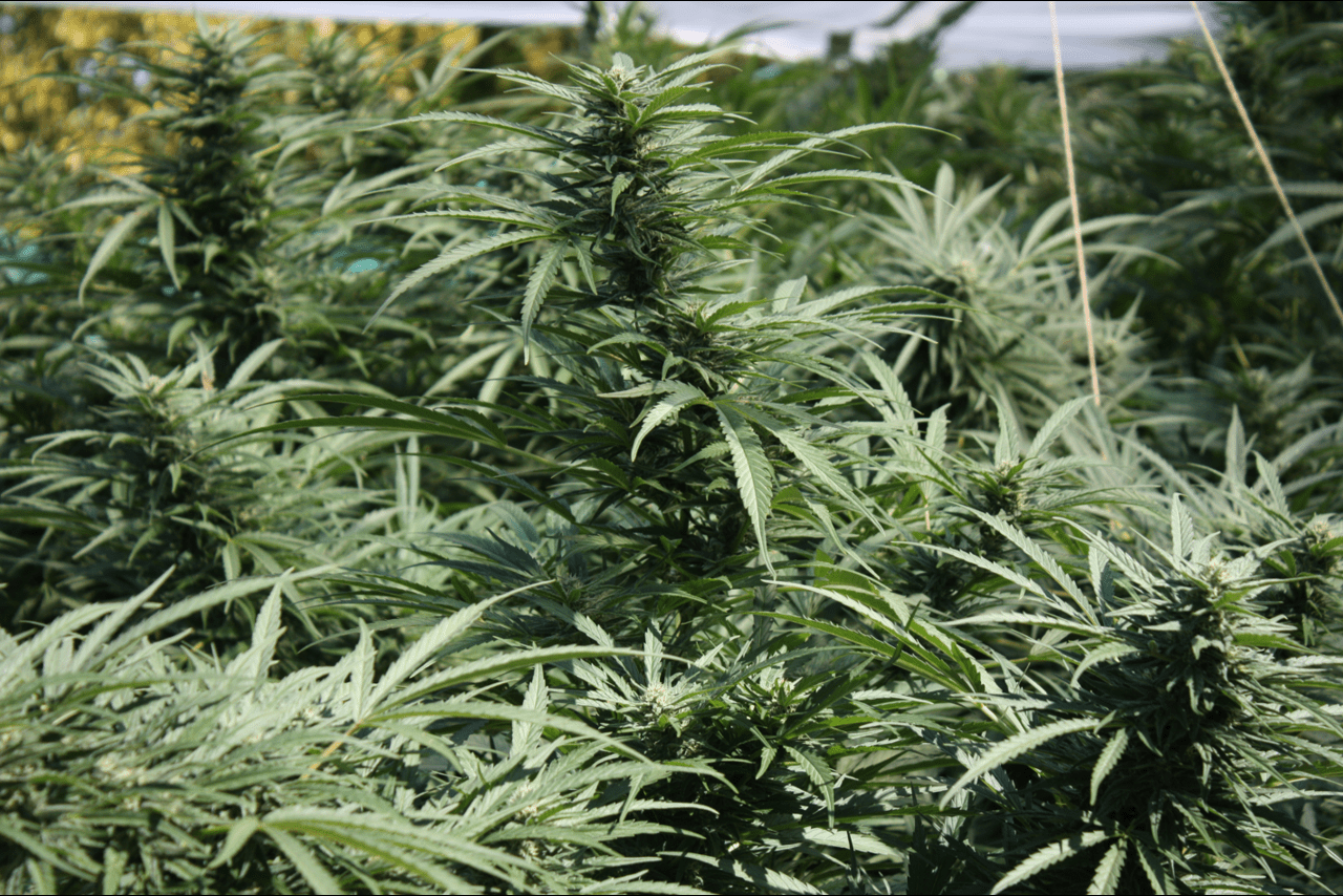 Coltivazione di Marijuana: Confronto tra Metodi Indoor e Outdoor