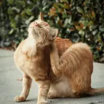 Come scegliere un antiparassitario per il proprio animale domestico