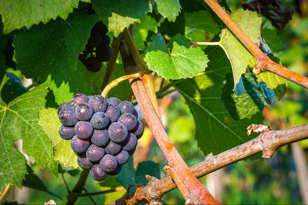 Le Varietà di Vite più Popolari per la Produzione di Vino e Uva da Tavola