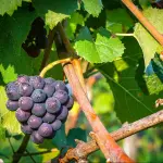 Le Varietà di Vite più Popolari per la Produzione di Vino e Uva da Tavola